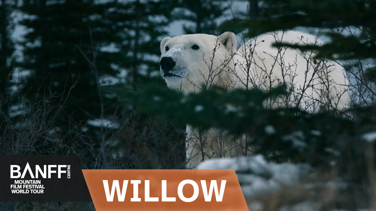 Willow Film Selection